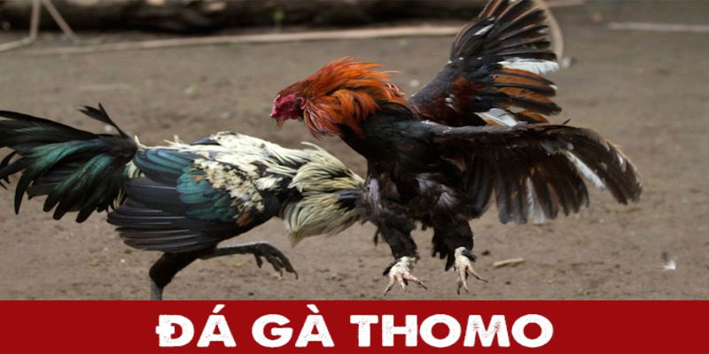 Đá-Gà-Thomo